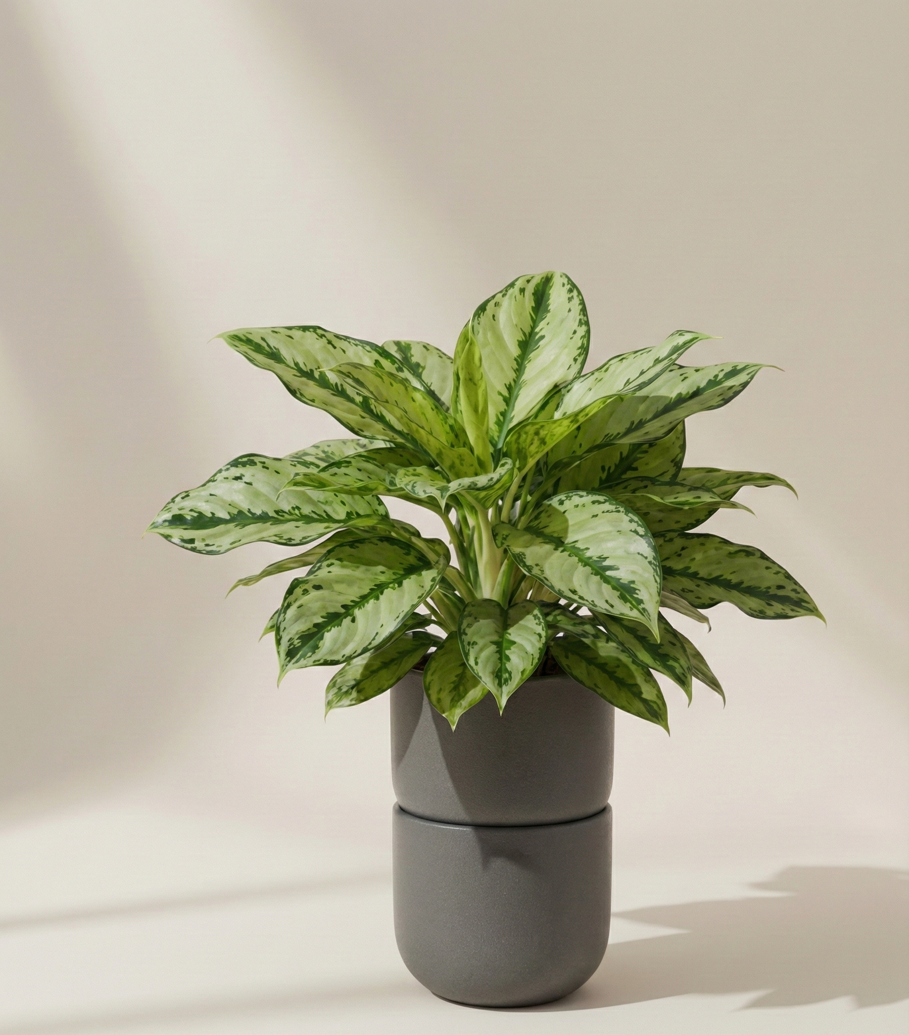 Aglaonema