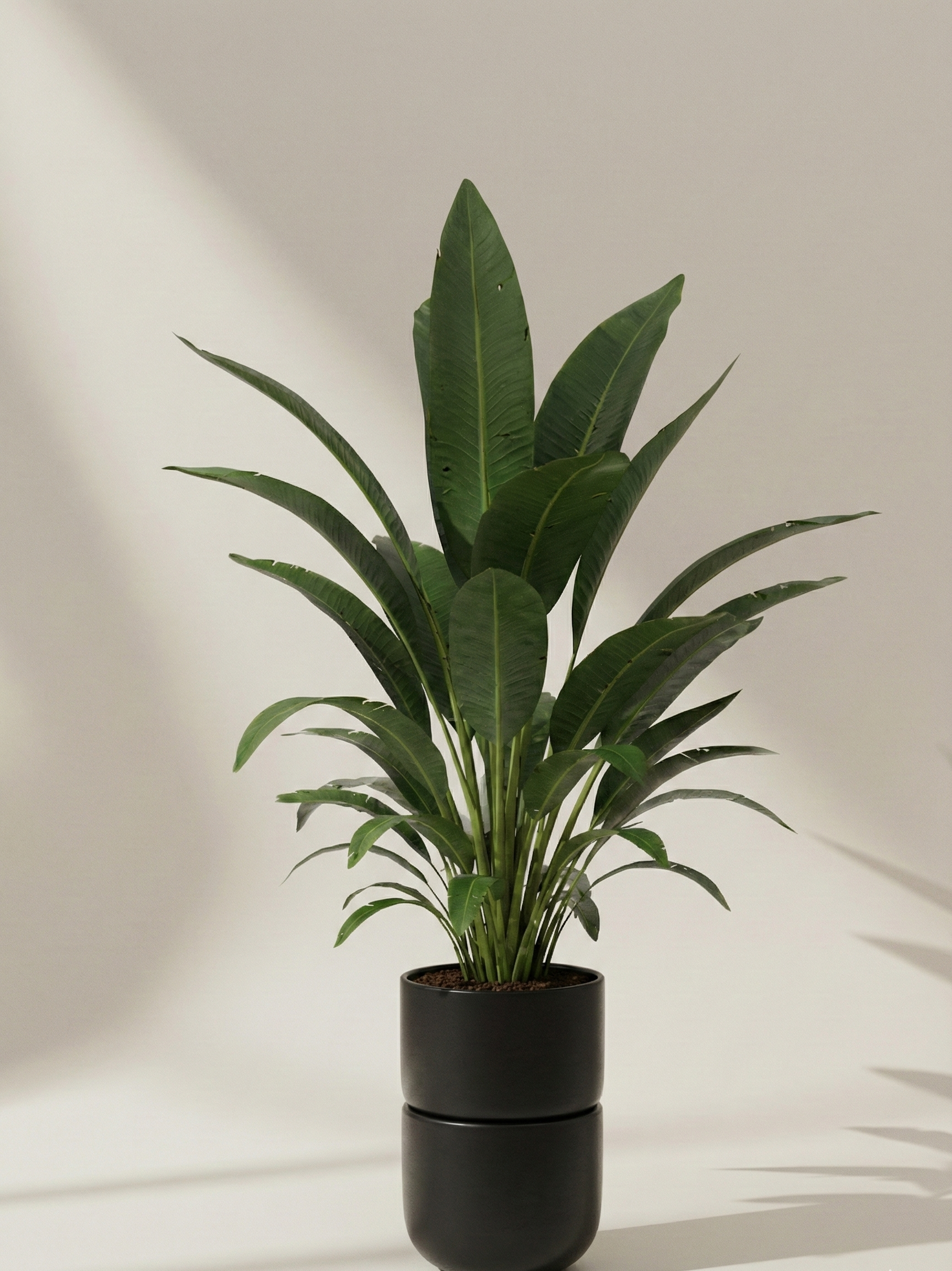 Aspidistra
