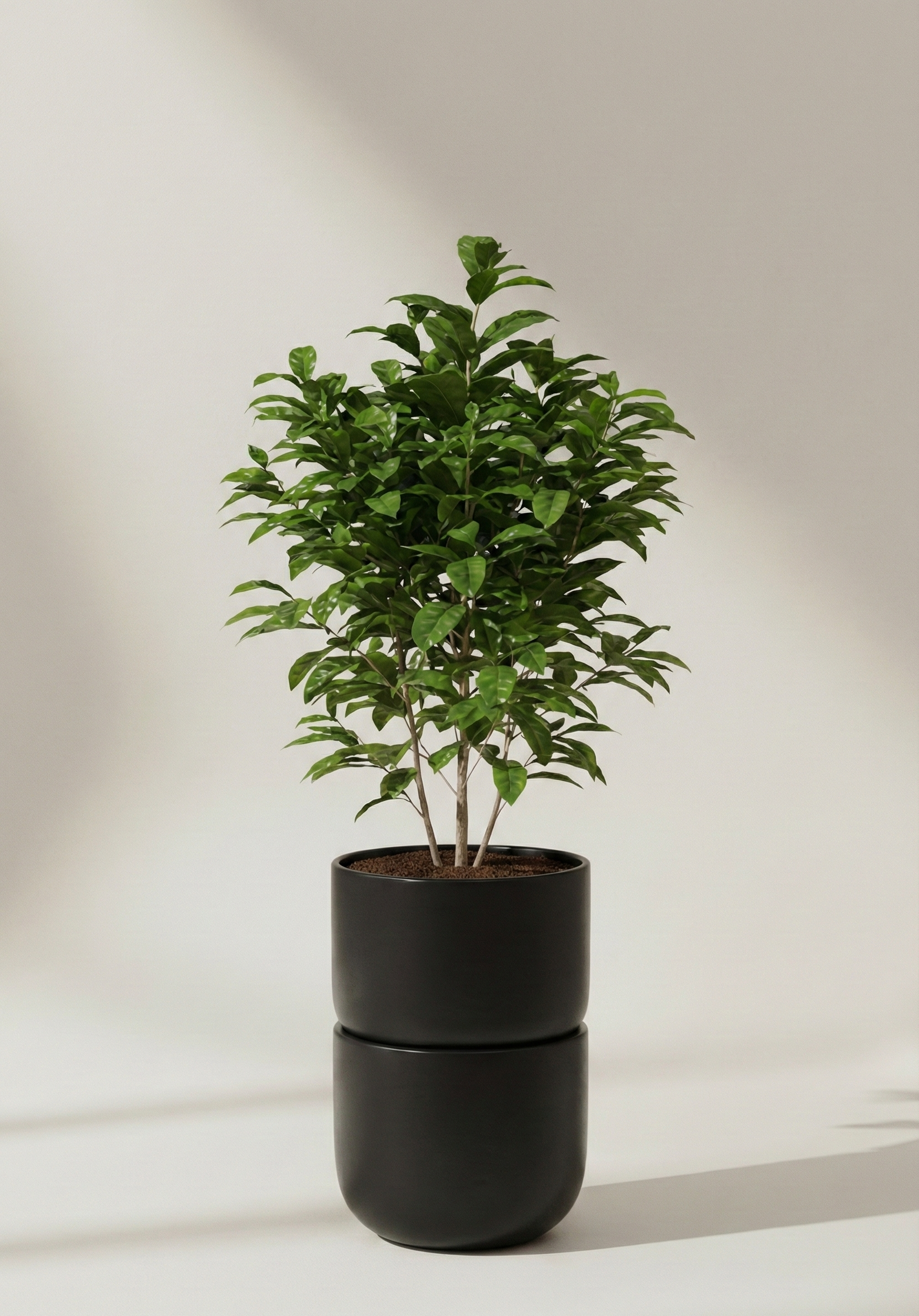 Coffea