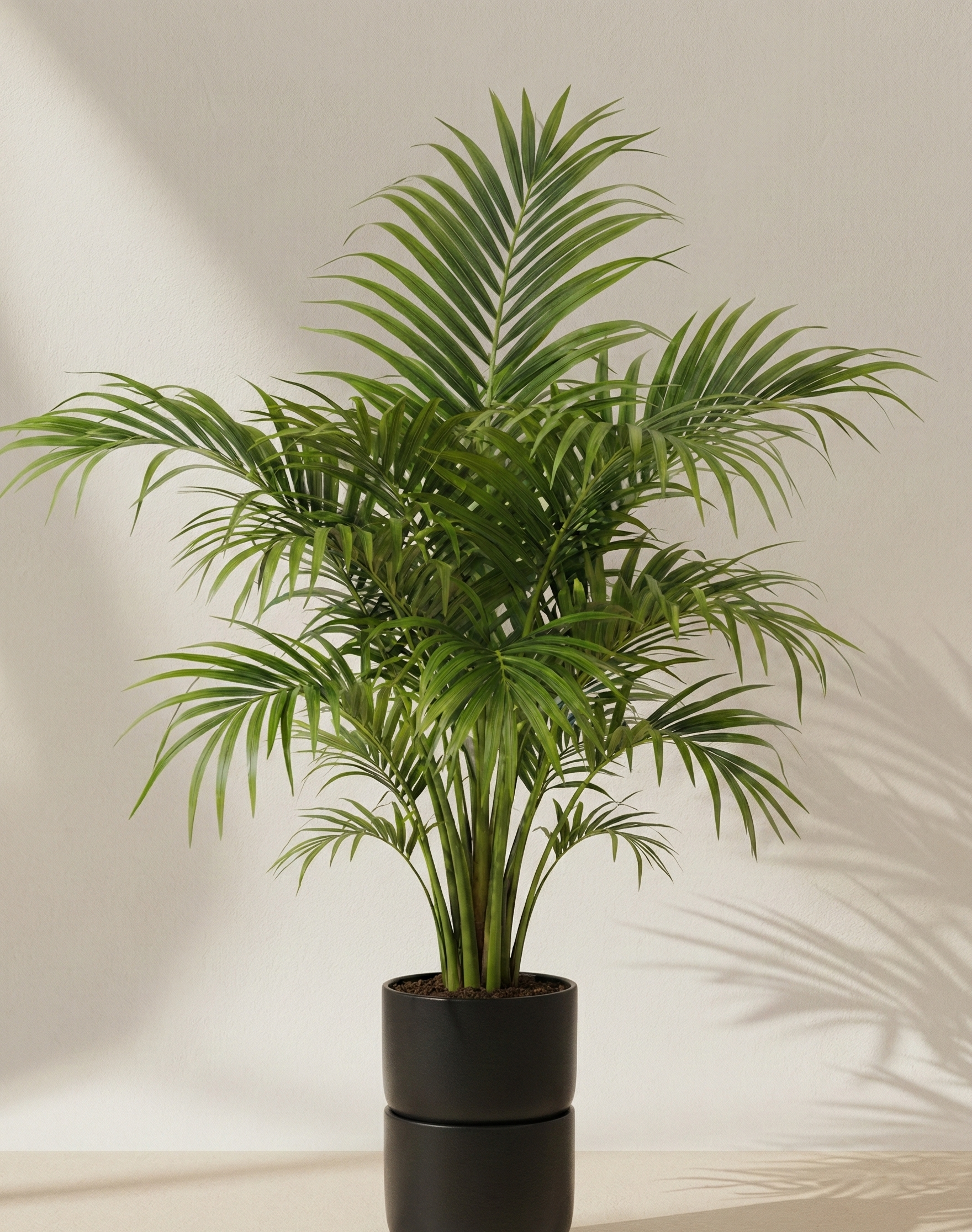 Kentia