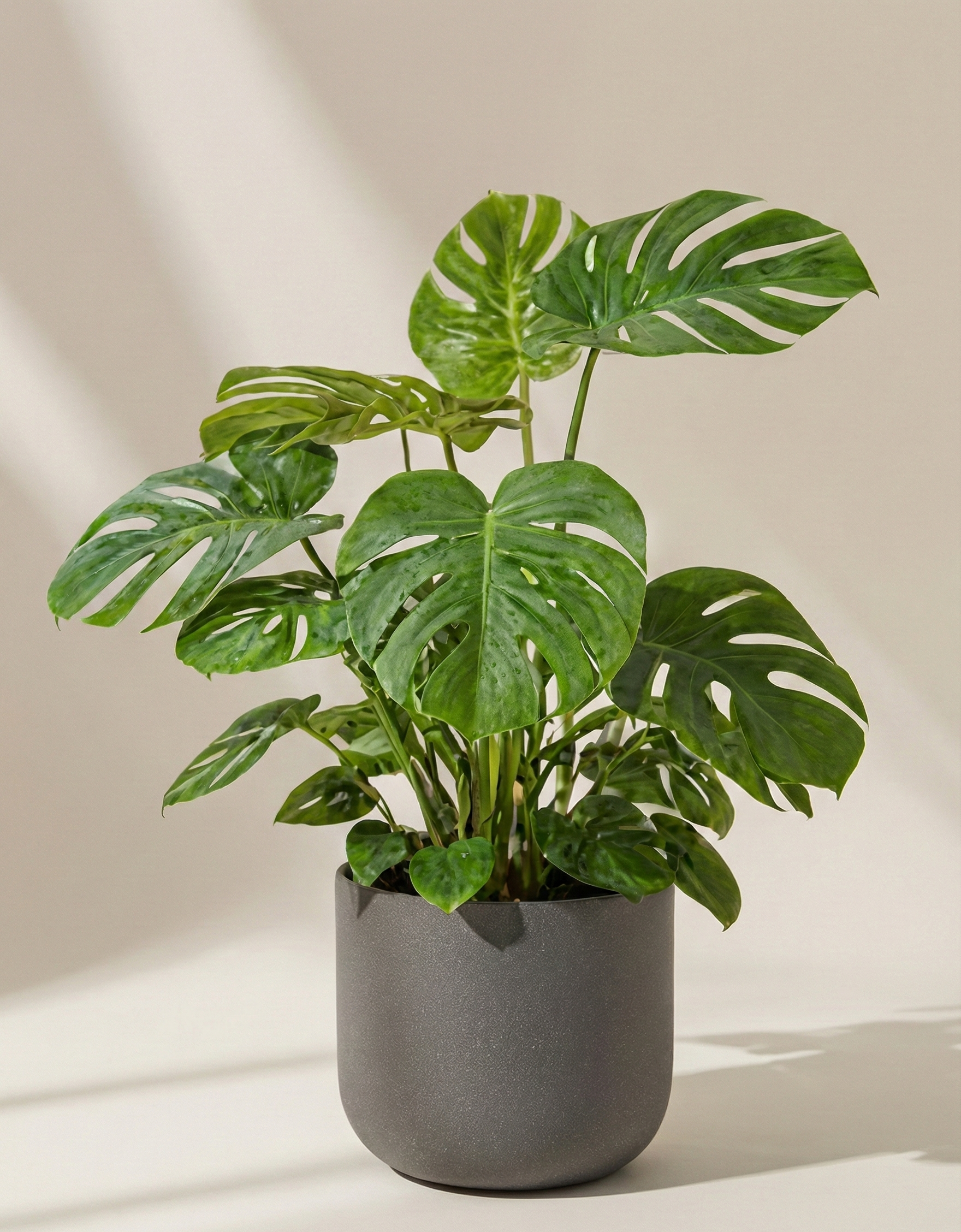 Monstera