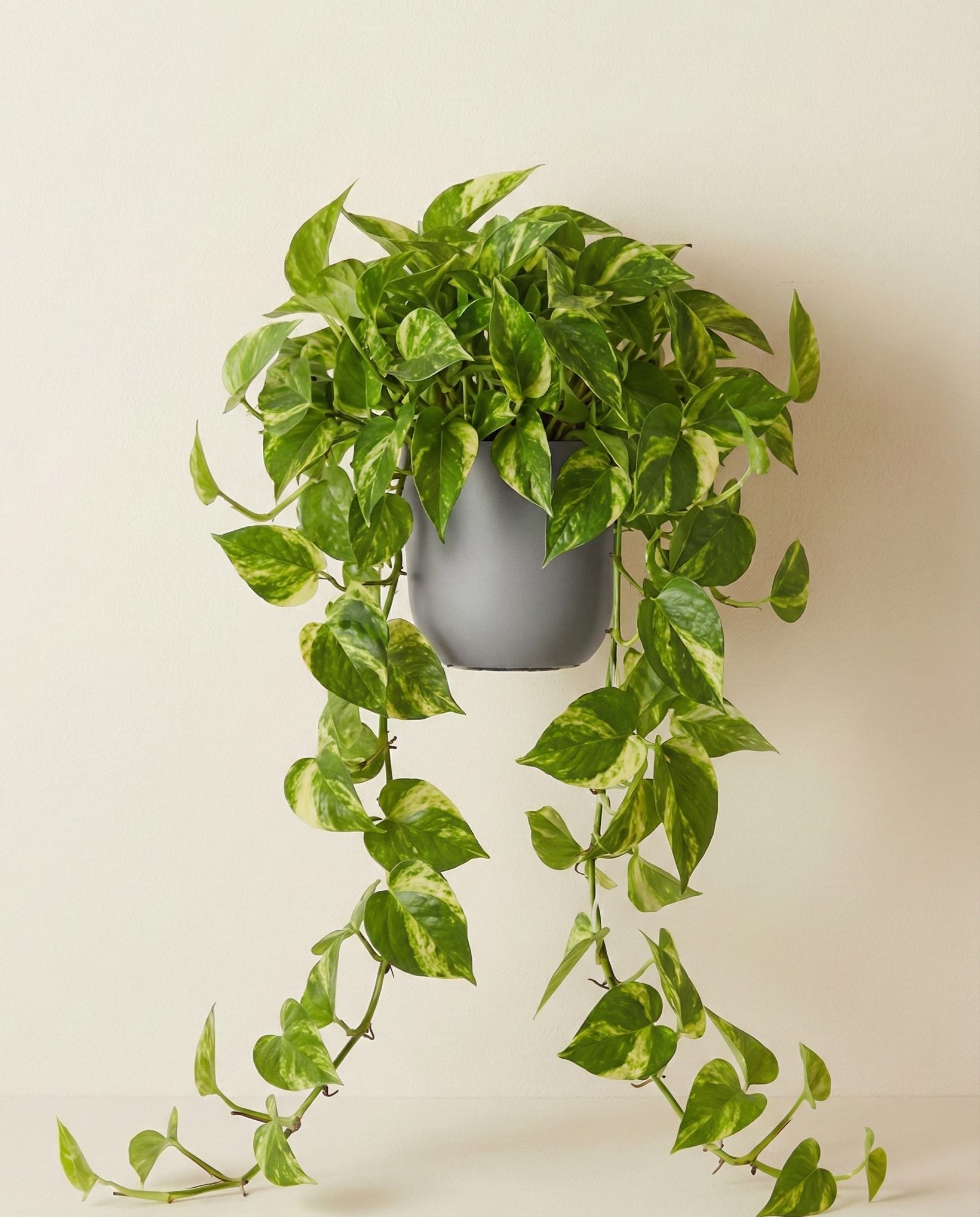 Pothos