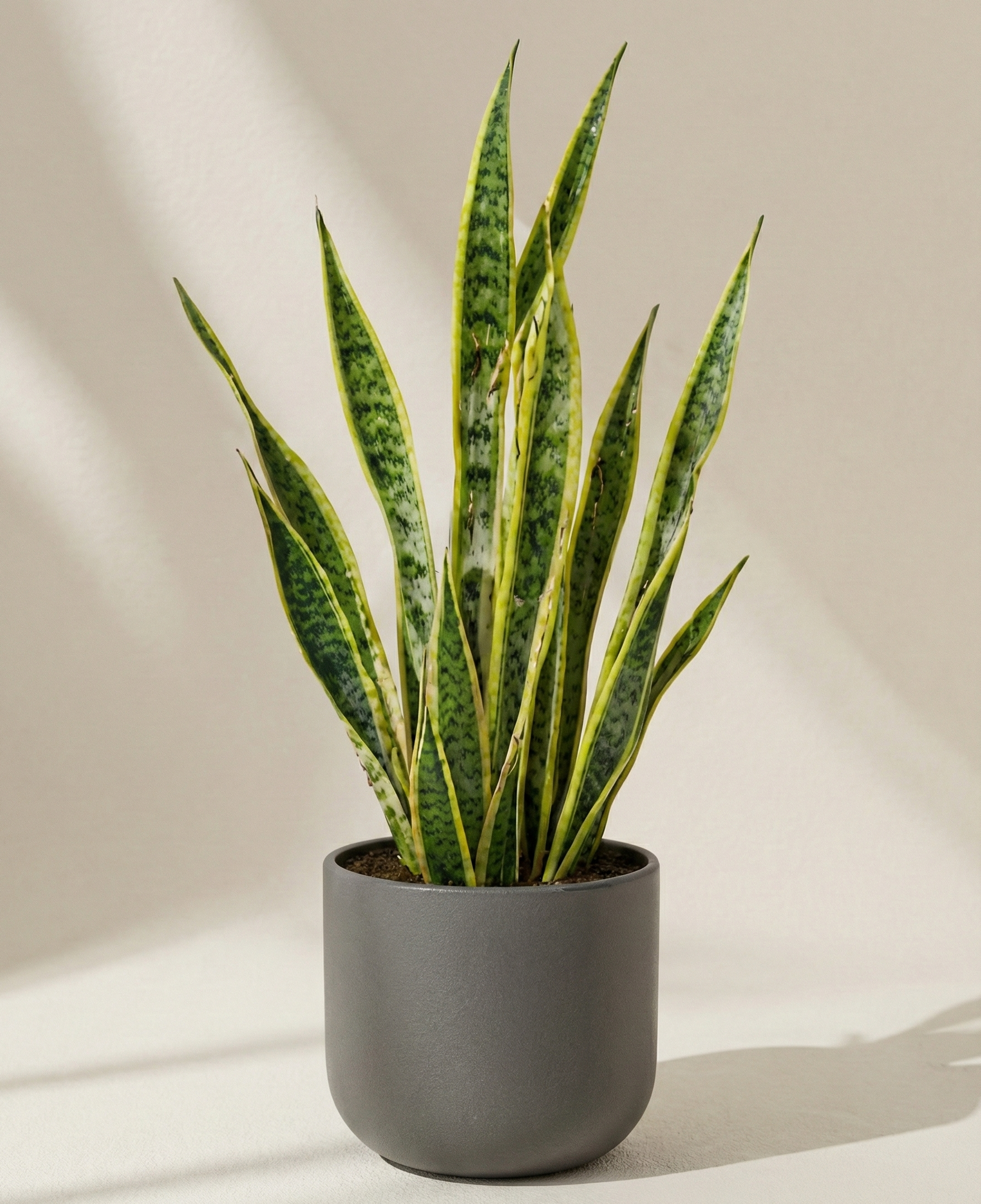 Sanseveria