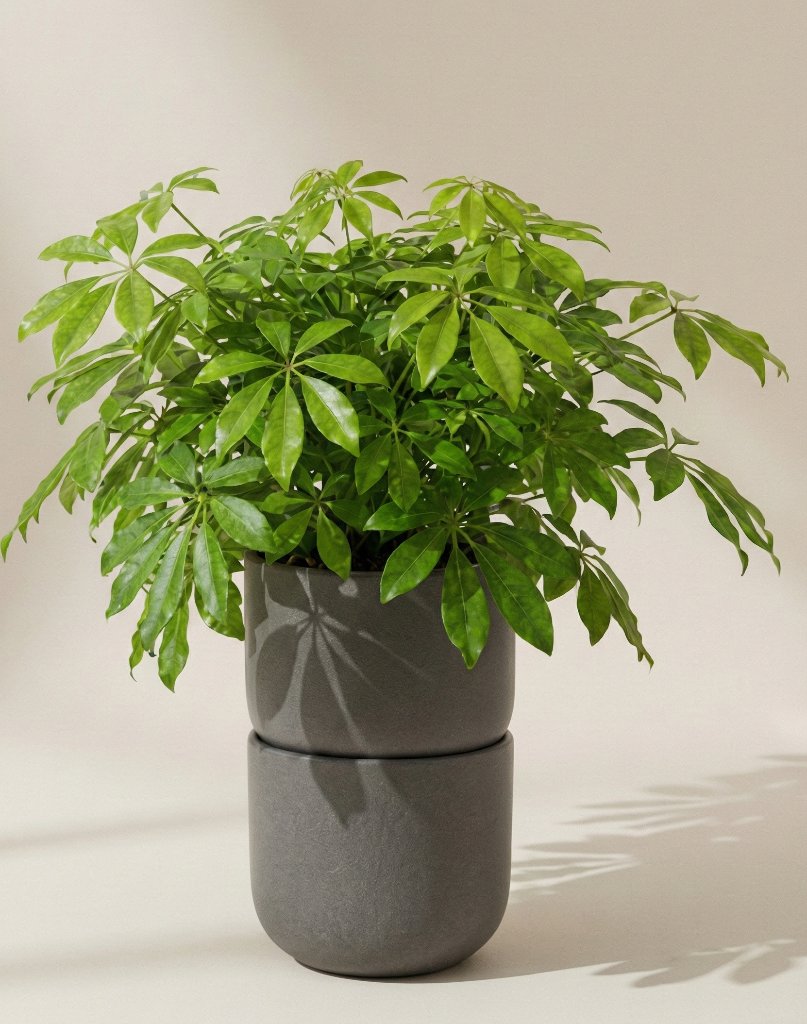 Schefflera